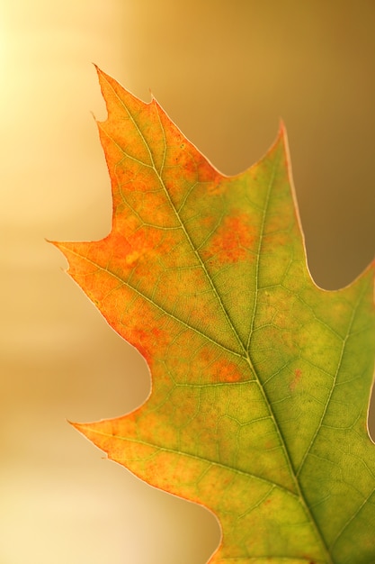 Herbsteichenblatt auf einem undeutlichen Hintergrund. Herbstzeit. Herbstsaison.