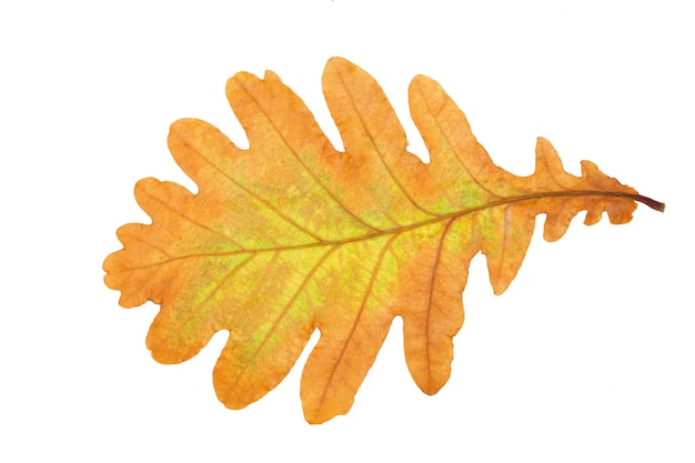 Herbsteichenblatt isoliert auf weißem Hintergrund