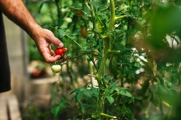 Herbsternte und reife Tomaten zu Hause vom Bauern im Gewächshaus pflücken