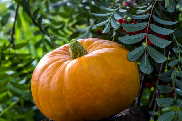 Herbsterntekürbis mit Ebereschenbeeren draußen.