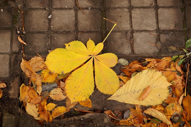 Herbstetüde mit Blättern einer Kastanie