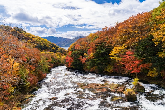 Herbstfallwald nikko japan