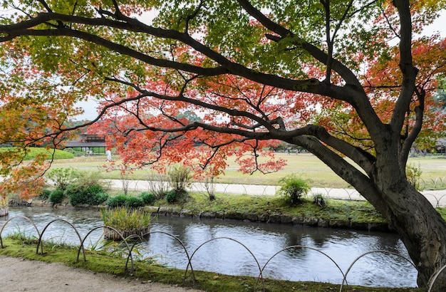 Herbstfarbe des Korakuen-Gartens in Okayama, Japan