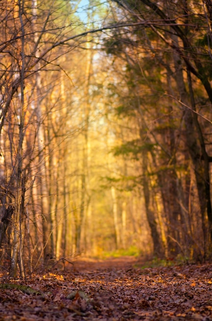 Herbstfarben auf Bäumen und Gehweg Schöne Herbstlandschaft mit Gehweg Majestätischer bunter Wald mit abgefallenem Laub auf dem Boden