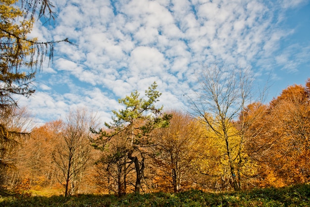 Herbstfarben im Wald