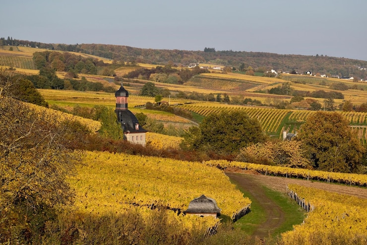 Foto herbstfarben in den weinbergen