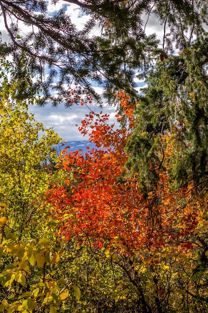 Herbstfarben in Wyoming