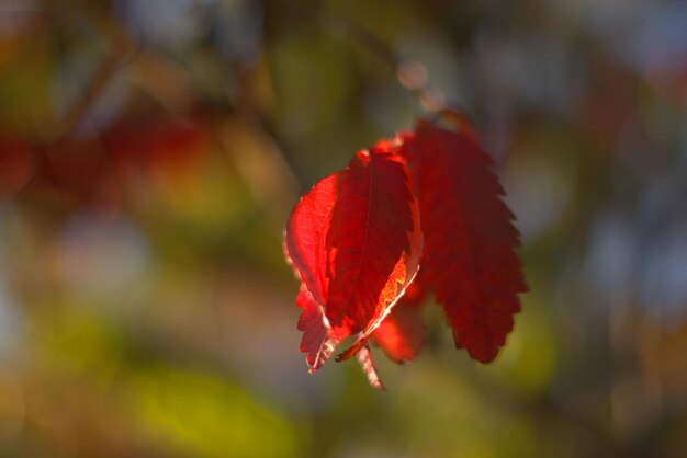 Herbstfarben magische Herbstlandschaft rotes Sumac-Blatt vor dem Hintergrund eines noch grünen Parks selektiver Fokus Nahaufnahme verschwommenes Hintergrund-Bokeh