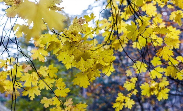 Herbstfarben, Wald in den Bergen im Herbst. Herbstlaub auf Bäumen.