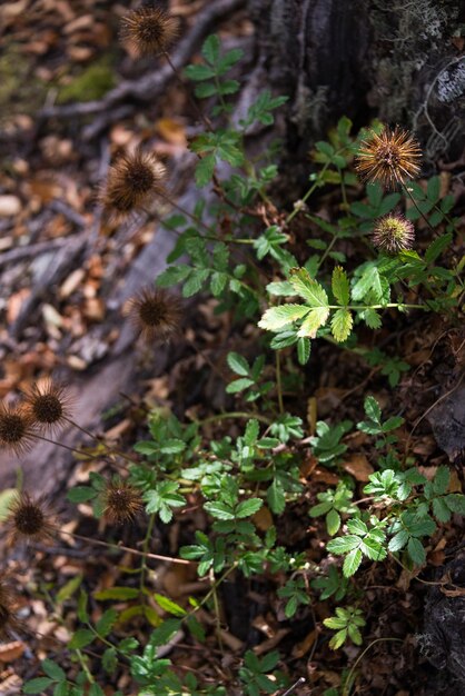 Herbstfarben zeigen die traditionelle Flora im Nationalpark Tierra del Fuego Tierra del Fuego