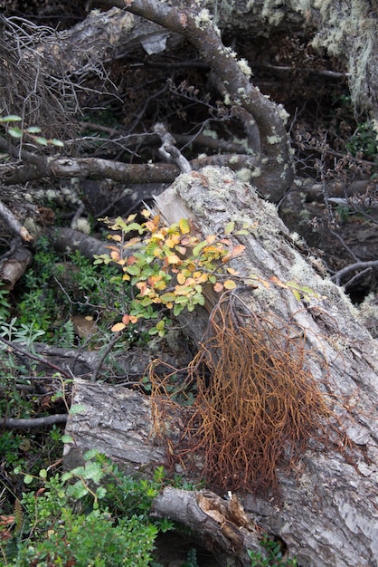 Herbstfarben zeigen die traditionelle Flora im Nationalpark Tierra del Fuego Tierra del Fuego