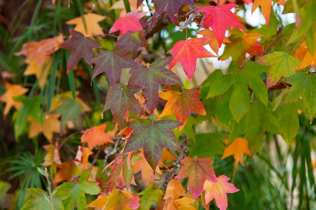 Herbstfarben