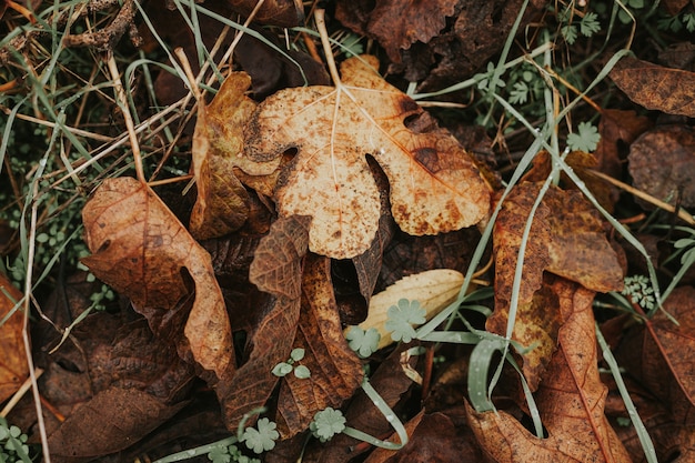 Herbstfarben