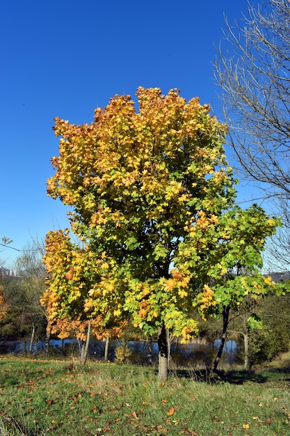 Herbstfarbene Blätter eines Ahorns (Acer platanoides) in einem Park