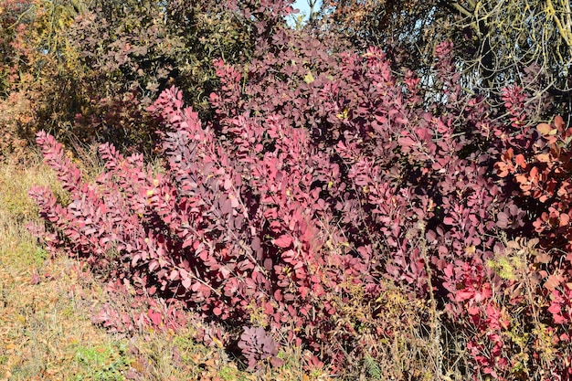 Herbstfarbene Blätter von Cotinus coggygria