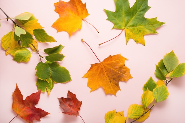 Herbstfarbene helle Blätter auf rosafarbenem Pastellhintergrund, Draufsicht, flacher Lay