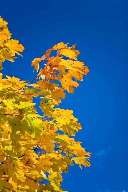 Herbstfarbener Ahornzweig