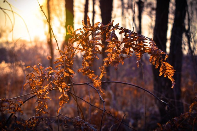 Herbstfarnblätter im Wald