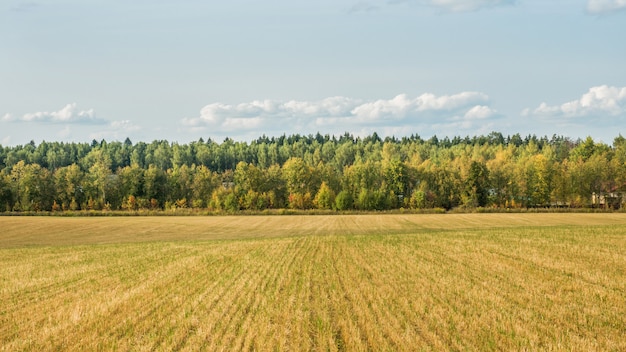 Herbstfeld mit Bäumen, Himmel mit Wolken