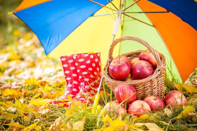 Herbstfrüchte im Freien. Korb mit roten Äpfeln. Thanksgiving-Feiertagskonzept