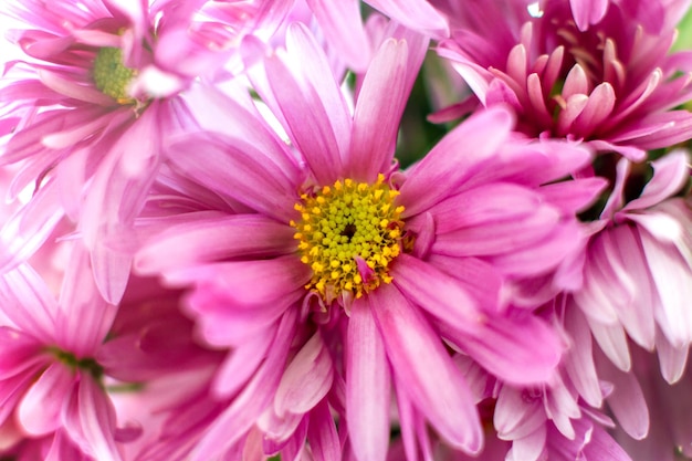 Herbstgarten-Chrysantheme Flowera