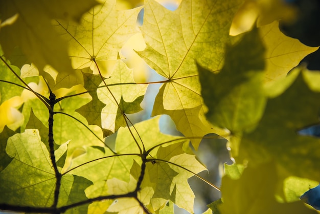 Herbstgelbe Ahornbaumblätter