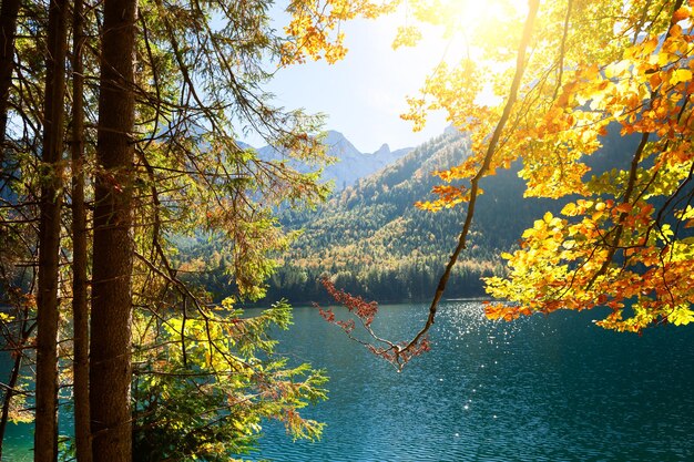 Herbstgelbe Bäume am Ufer des Sees in den Alpenbergen, Österreich