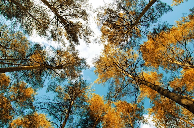 Herbstgelbe Bäume auf einem Hintergrund des blauen Himmels