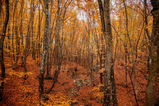 Herbstgelbe Bäume im Wald in raine Schönheit des Naturkonzepthintergrundes