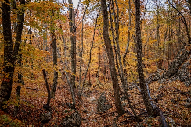 Herbstgelbe Bäume im Wald in raine Schönheit des Naturkonzepthintergrundes