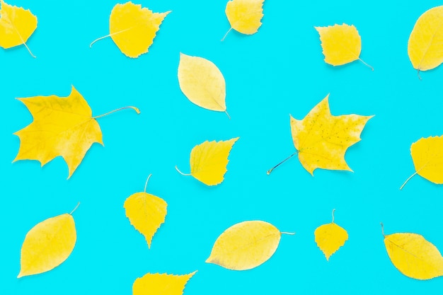 Herbstgelbe Blätter auf blauem Hintergrund