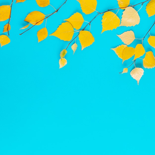 Herbstgelbe Blätter auf blauem Hintergrund