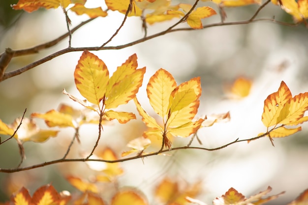 Herbstgelbe Blätter auf einem Zweig