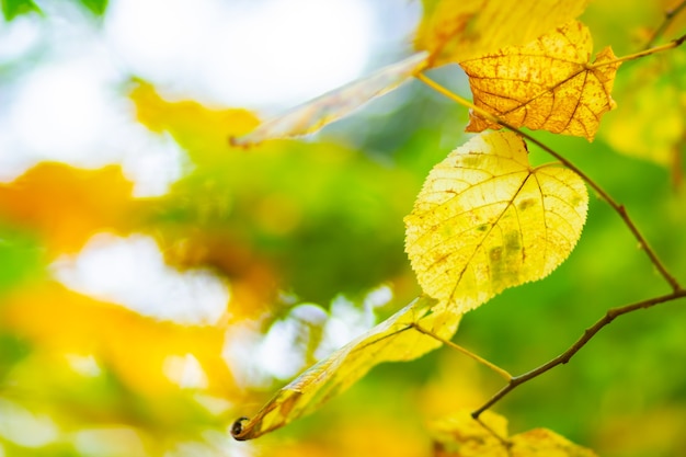 Herbstgelbe Blätter. Bunter Hintergrund des Herbstes, Herbsthintergrund. Goldenes Herbstkonzept