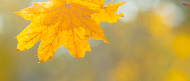 Herbstgelbe Blätter des Ahornbaums im Herbstpark. Vergilbte Ahornblätter auf unscharfem Hintergrund. Konzept des goldenen Herbstes. Platz kopieren