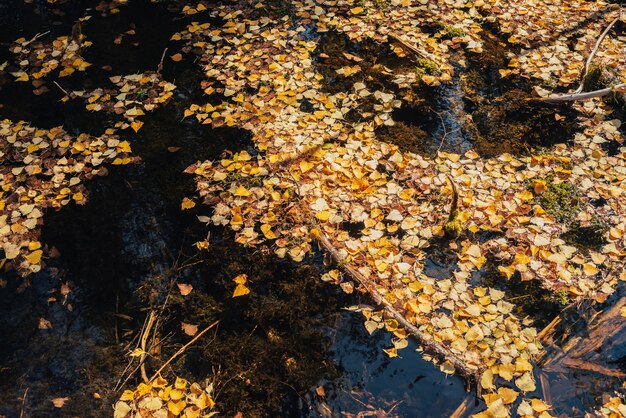 Herbstgelbe Blätter schwimmen im flachen Backwater bei goldenem Sonnenschein. Gelbe Herbstblätter auf der Wasseroberfläche im goldenen Sonnenlicht. Sonniger schöner Naturhintergrund mit gefallenen Blättern im Wasser. Herbstkulisse