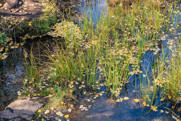 Herbstgelbe Blätter schwimmen im flachen Backwater zwischen Gras bei goldenem Sonnenschein. Gelbes Herbstlaub auf der Wasseroberfläche im Sonnenlicht. Sonniger schöner Naturhintergrund mit gefallenen Blättern im Wasser im Herbst