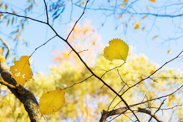 Herbstgelbe Blätter und Äste gegen den blauen Himmel