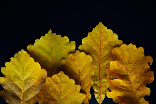 Foto herbstgelbe eichenblätter auf schwarzem hintergrund, nahaufnahme abstrakter belaubter hintergrundkopierraum