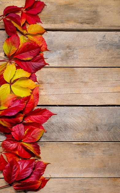 Foto herbstgelbe rote ahornblätter