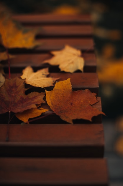 Herbstgelbe trockene Ahornblätter liegen auf einer Holzbank in einem Park im Wald
