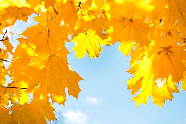 Herbstgelbe und orangefarbene Ahornblätter auf dem Hintergrund des blauen Himmels