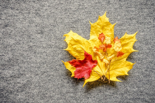 Herbstgelbe und rote Ahornblätter auf dem Hintergrund des grauen gemütlichen Strickpullovers