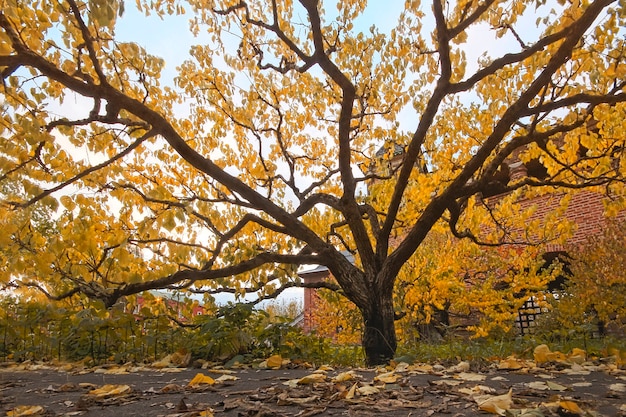 Herbstgelber Baum in Krutitsky Compound in Moskau an einem sonnigen Herbsttag