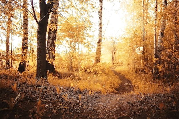 Herbstgelber Parkhintergrund, abstrakte verschwommene Sicht auf gelbe Bäume und Blätter