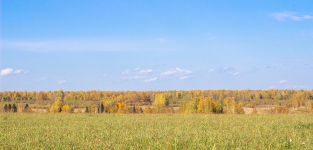 Herbstgelber Wald und Feld. Blauer Himmel mit Wolken über dem Wald. Die Schönheit der Natur im Herbst.