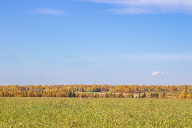 Herbstgelber Wald und Feld. Blauer Himmel mit Wolken über dem Wald. Die Schönheit der Natur im Herbst.