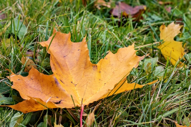 Herbstgelbes Ahornblatt auf grünem Gras