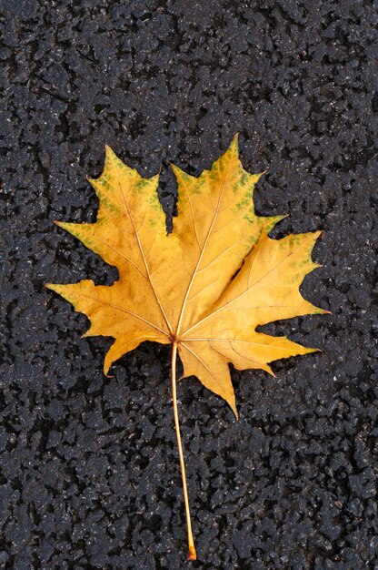 Herbstgelbes Blatt auf schwarzem Hintergrund