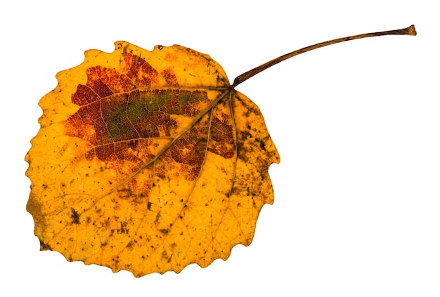 Herbstgelbes gefallenes Blatt des Espenbaums lokalisiert